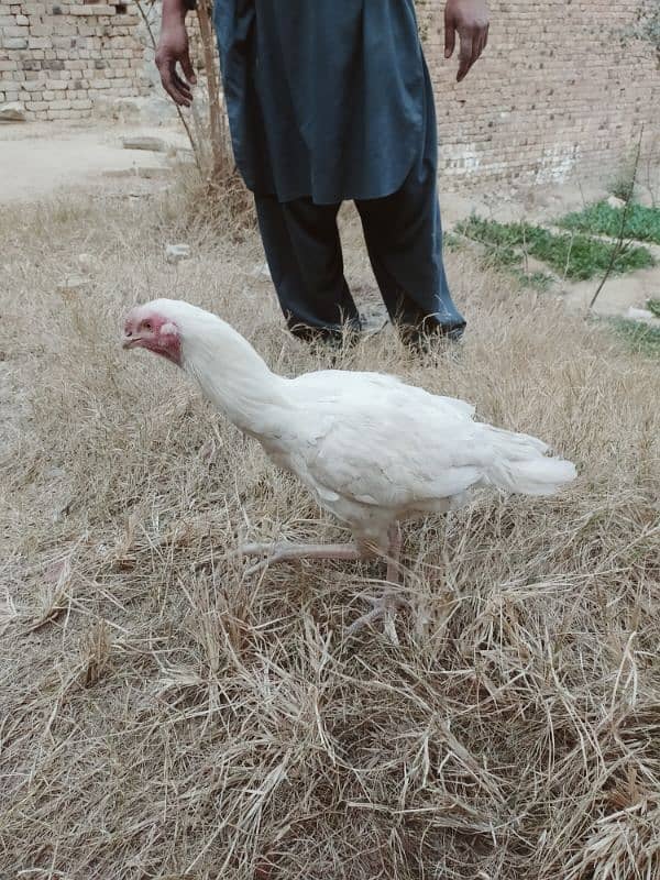 Urgent Sale 2 Aseel Heera Rooster  Nail Beak Wings Everything' fine 2