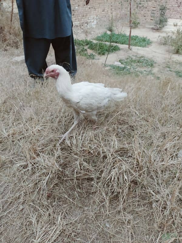 Urgent Sale 2 Aseel Heera Rooster  Nail Beak Wings Everything' fine 3