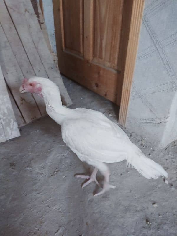 Urgent Sale 2 Aseel Heera Rooster  Nail Beak Wings Everything' fine 4