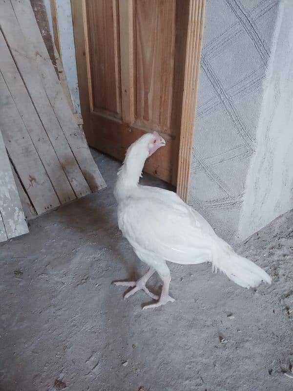 Urgent Sale 2 Aseel Heera Rooster  Nail Beak Wings Everything' fine 5