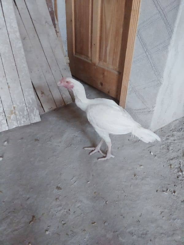 Urgent Sale 2 Aseel Heera Rooster  Nail Beak Wings Everything' fine 6