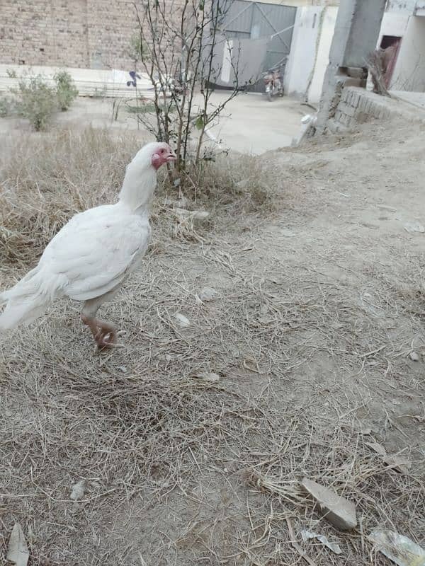 Urgent Sale 2 Aseel Heera Rooster  Nail Beak Wings Everything' fine 7