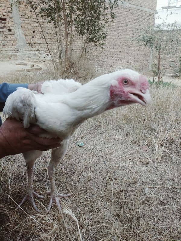 Urgent Sale 2 Aseel Heera Rooster  Nail Beak Wings Everything' fine 8