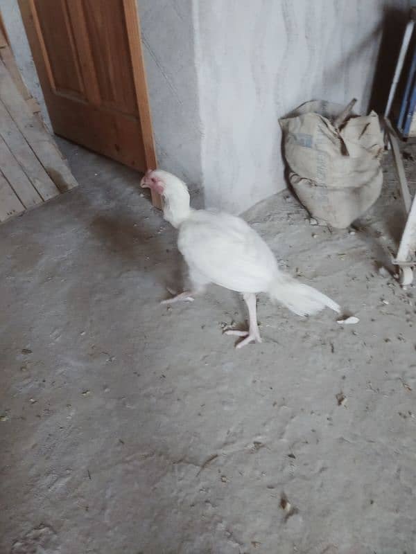 Urgent Sale 2 Aseel Heera Rooster  Nail Beak Wings Everything' fine 10