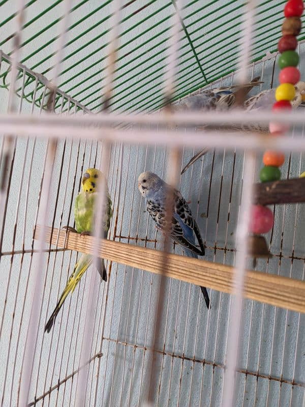 4 parrots 1 male 3 female 1