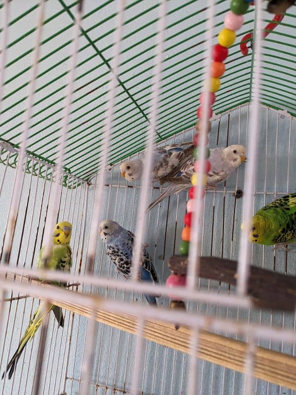 4 parrots 1 male 3 female 2