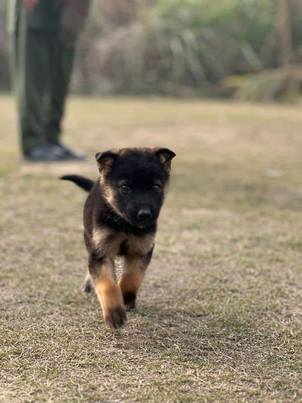 German shepherd puppy 0