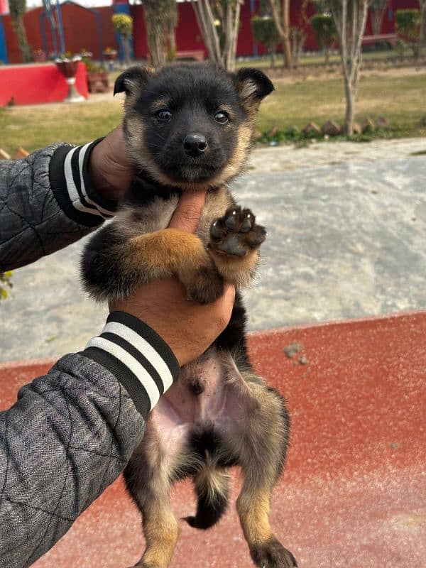 German shepherd puppy 1