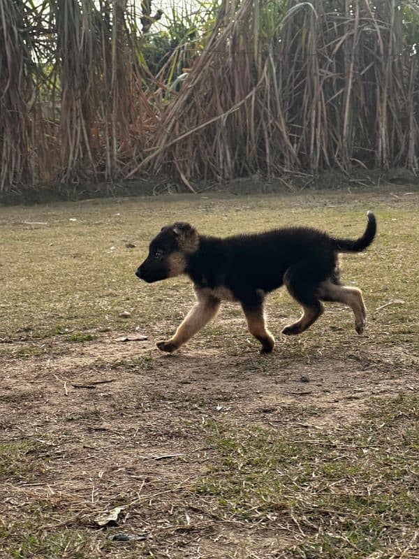 German shepherd puppy 2