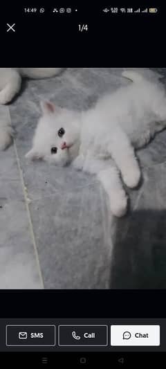 Persian kitten for sell