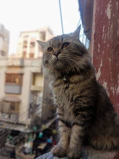 Striped Persian Cat