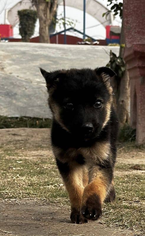 German shepherd puppy 3