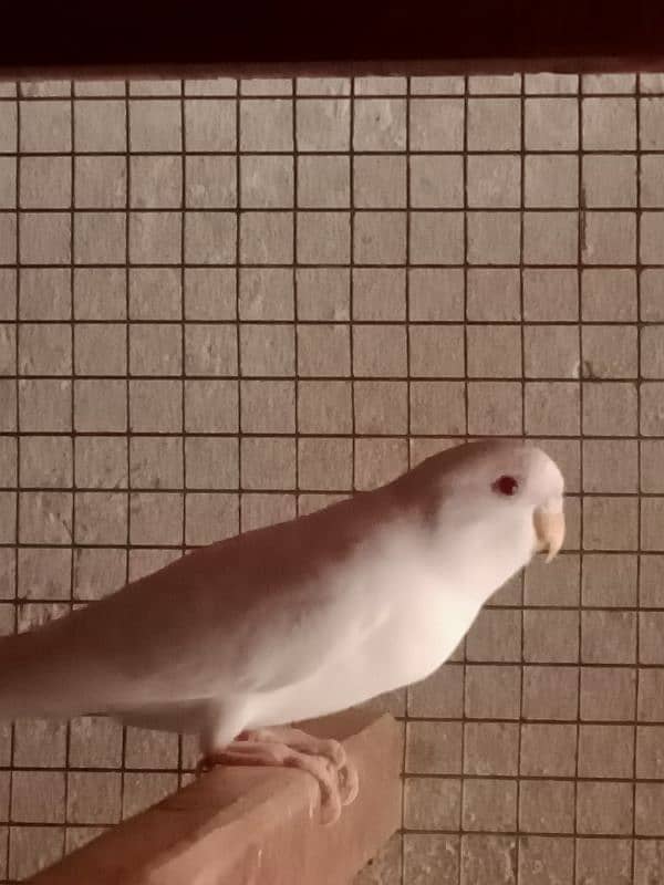 Albino Red Eye Budgie 0