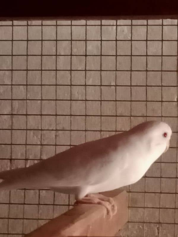 Albino Red Eye Budgie 1