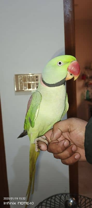 Taking raw parrot 1