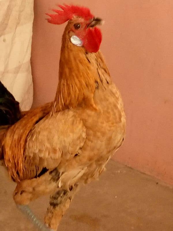 Aseel murgi or misri murga pair for sale urgent 1