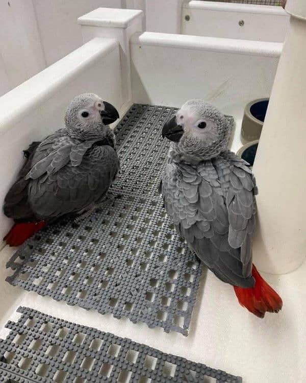 African Grey baby chicks health active hand feeded 0