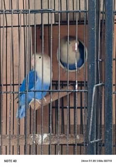 love birds breeder pair