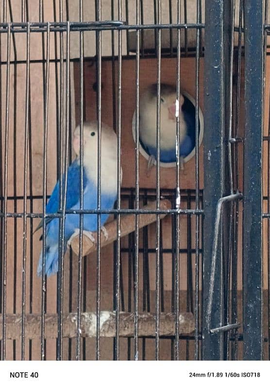 love birds breeder pair 0