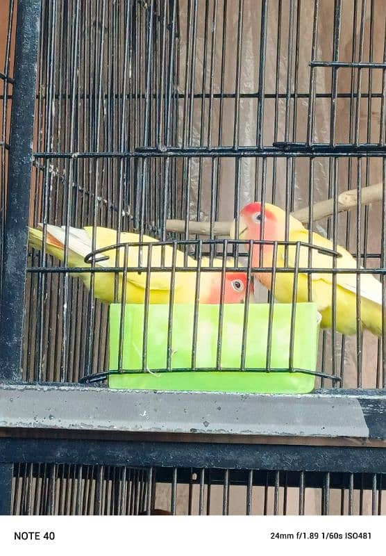 love birds breeder pair 1