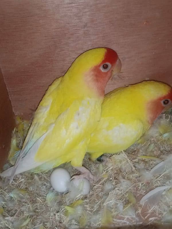 love birds breeder pair 4