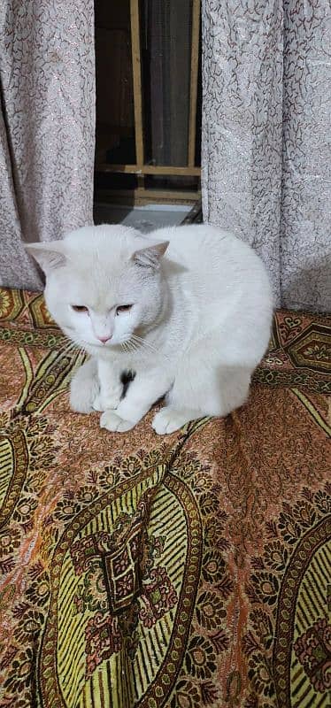 Male Turkish Angora for Adoption 0