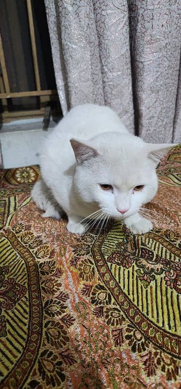 Male Turkish Angora for Adoption 1