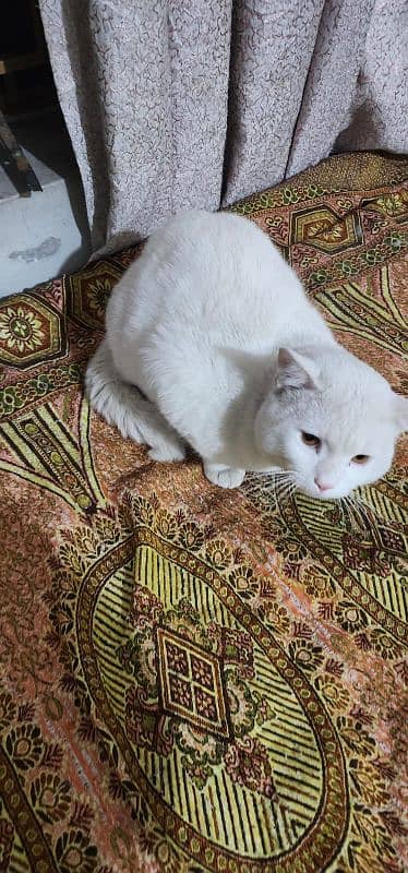 Male Turkish Angora for Adoption 2