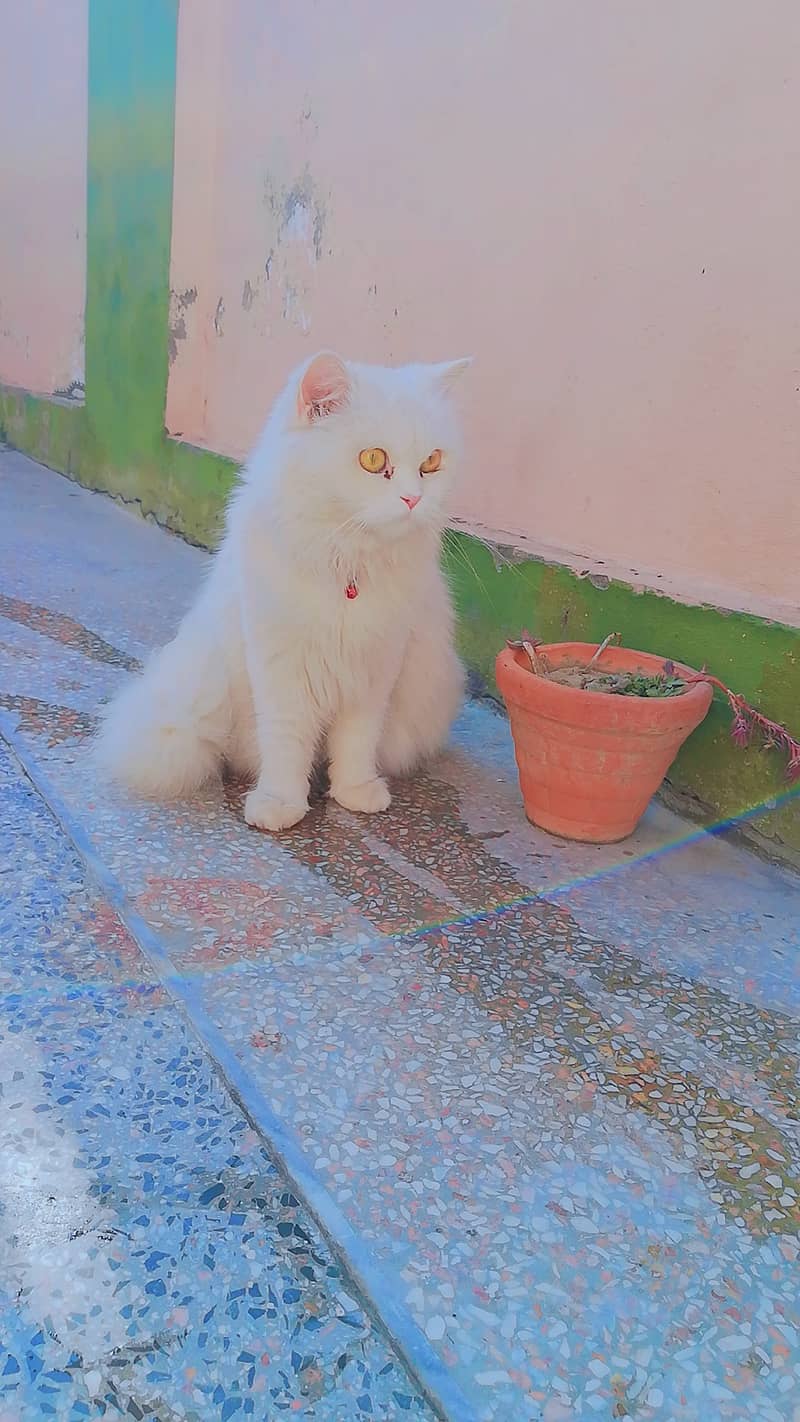 Tripple coated doll faced, 1.5 years of age, litter trained cat 1