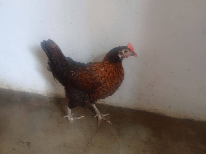 Golden misri & RIR Hens & Lohman brown or eggs 0