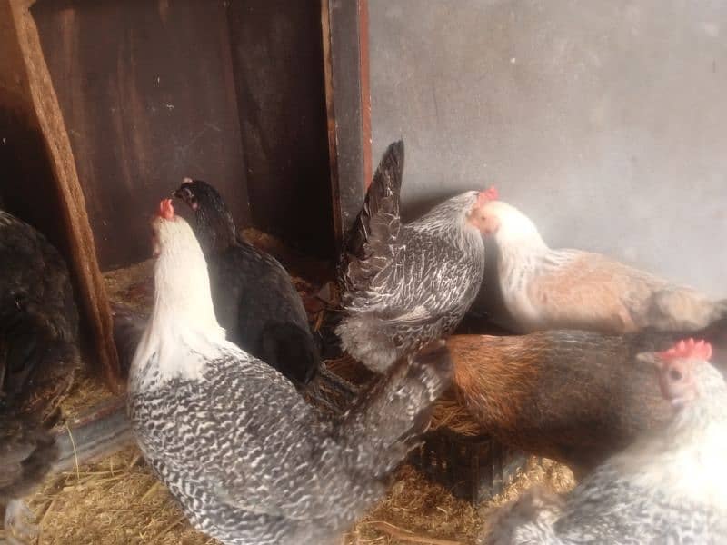 Golden misri & RIR Hens & Lohman brown or eggs 2