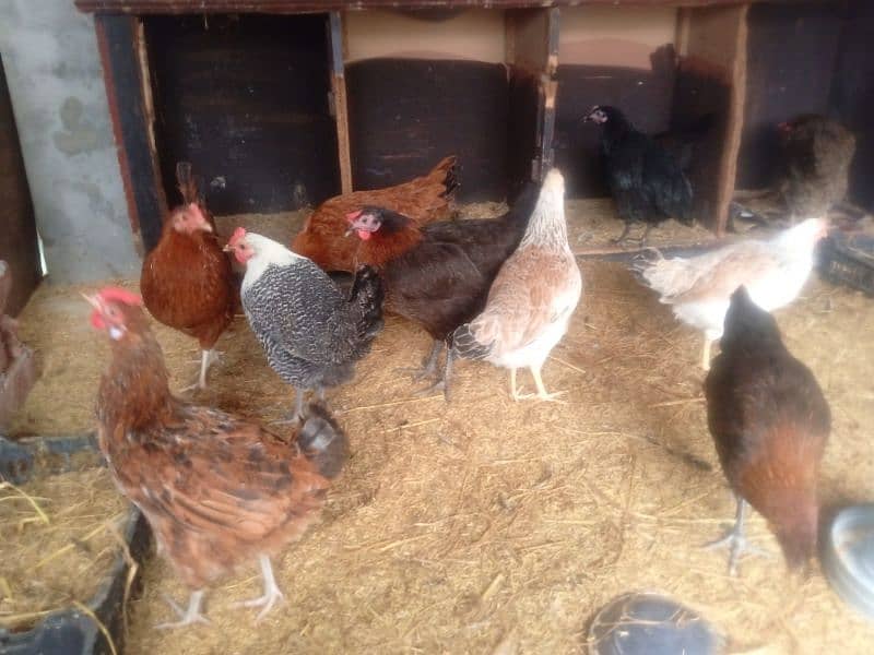 Golden misri & RIR Hens & Lohman brown or eggs 3