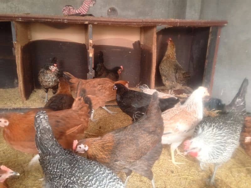 Golden misri & RIR Hens & Lohman brown or eggs 4