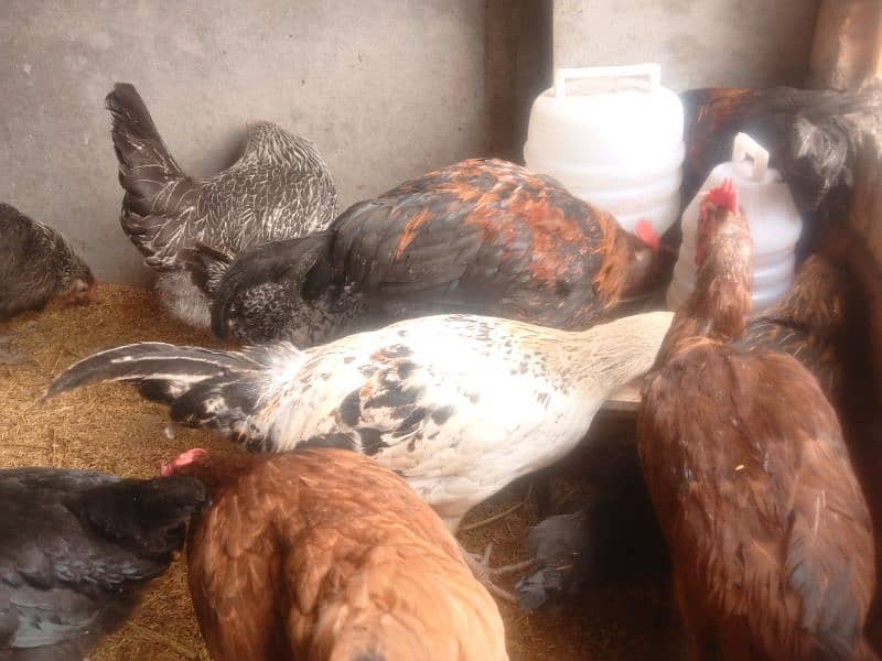 Golden misri & RIR Hens & Lohman brown or eggs 5