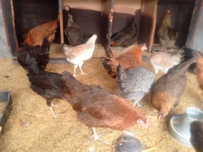 Golden misri & RIR Hens & Lohman brown or eggs 6