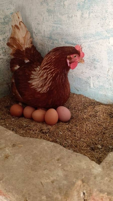 Golden misri & RIR Hens & Lohman brown or eggs 8