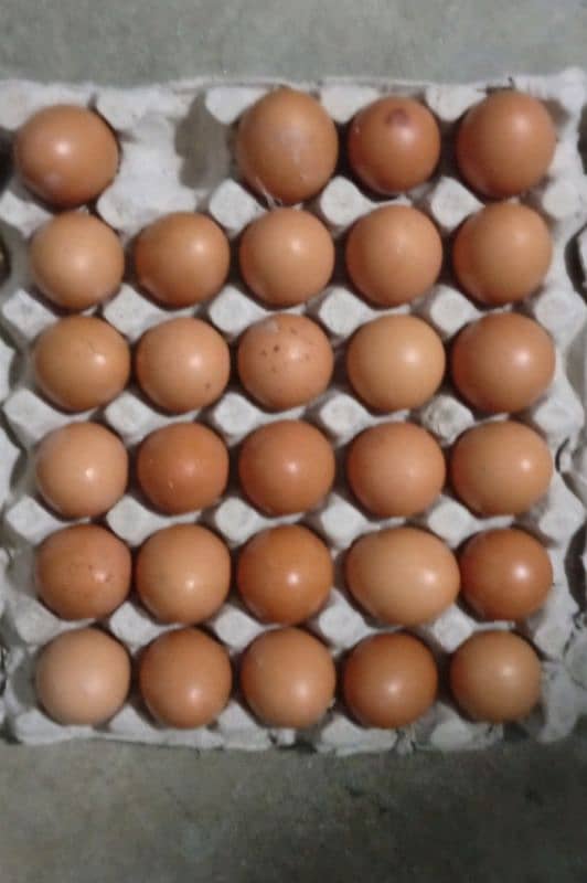 Golden misri & RIR Hens & Lohman brown or eggs 10