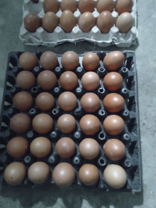 Golden misri & RIR Hens & Lohman brown or eggs 11