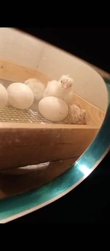 dandarvi danwari buttercup chicks anday 3