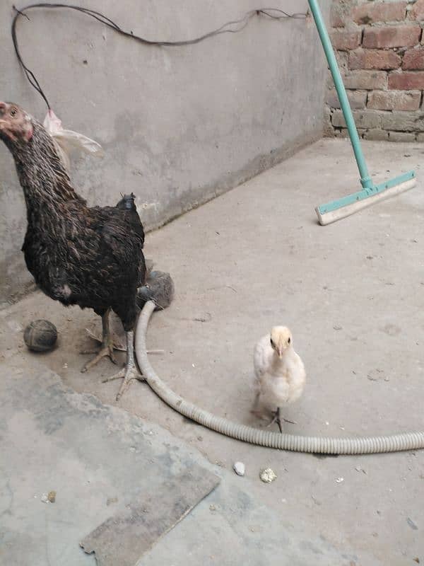 aseel doghli female with 1 chick 0