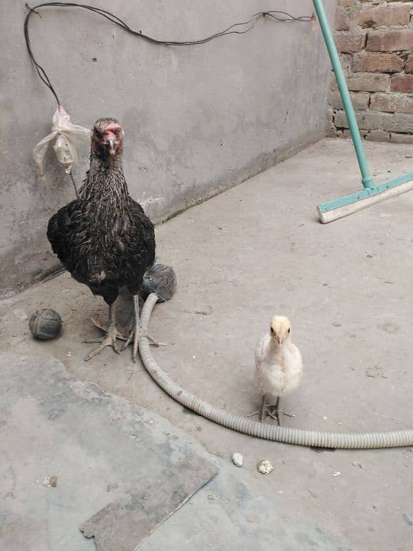 aseel doghli female with 1 chick 1