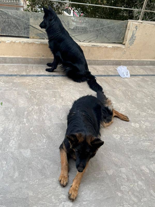 Long coat German shepherd Female available for sell 1