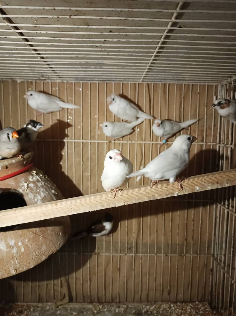 Gouldian finch chicks  half orange banglise pair 5