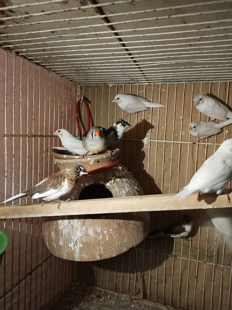 Gouldian finch chicks  half orange banglise pair 6