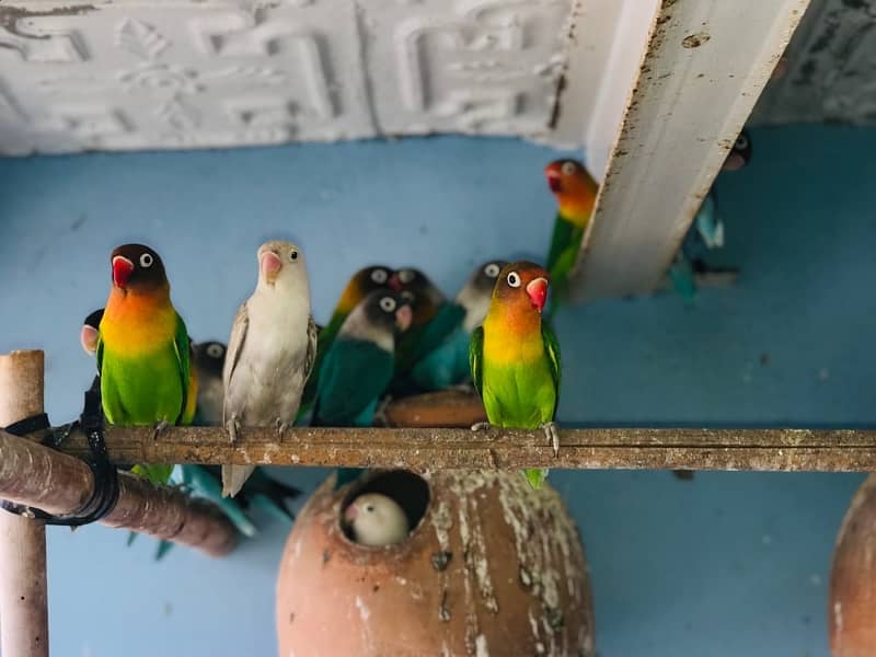 blue pasnata pair’s with chicks 20 pairs 5