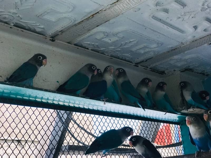 blue pasnata pair’s with chicks 20 pairs 9