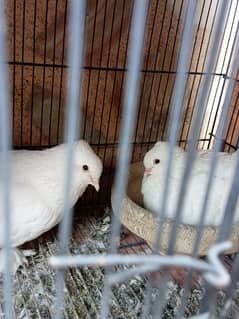 Indian Fantail with cage