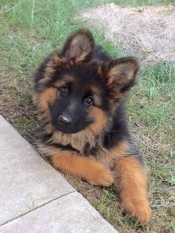 German Shepherd puppy dog for sale Call My WhatsApp 0341,7817026 0