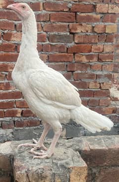 Heera Aseel Female, Heera breed, Paper white Heera madi