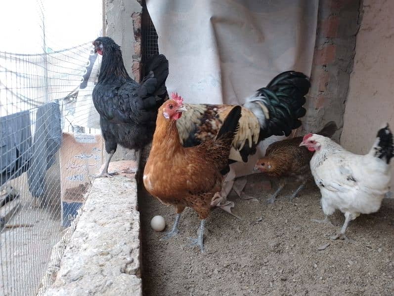 Desi hens for sale 0